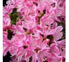 Азалия японская Кермесина Роз  (Kermesine Rose) С2, 2,5года